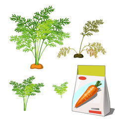 Set of stages of life of a agricultural plant red carrot isolated on white background. Paper packaging for storage of seeds. Vector cartoon close-up illustration.