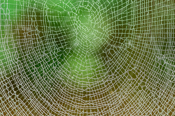 Beautiful cobweb with dew drops