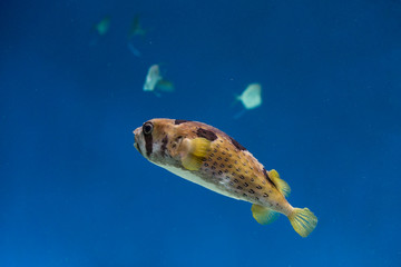 Puffer fish in an aquarium, exotic fish