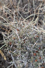 An abundance of Southern Mojave Desert plants in Joshua Tree National Park start to regrow in Spring, including Blackbrush, Coleogyne Ramosissima.