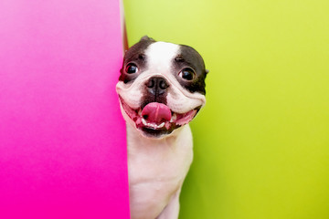 The head of a young funny dog of the Boston Terrier breed with a cheerful smile looks out between the colored papers.