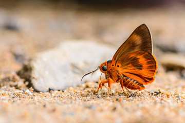 Beauty in nature of butterfly animal at suck and eating food mineral on floor outdoors in natural wild. Branded Orange Awlet butterfly species in Thailand. 