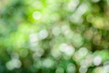 Obraz premium Natural bokeh from green leaf