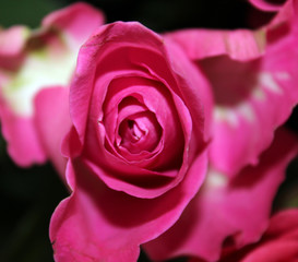Rose - a symbol of perfection