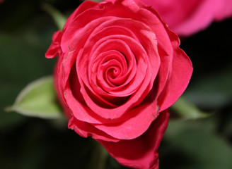 Rose - a symbol of perfection