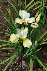Variegated white and yellow iris flower blooming in springtime, Sofia, Bulgaria   