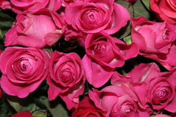 Rose - a symbol of perfection