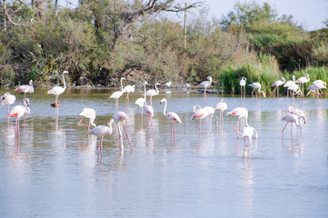 The greater flamingo (Phoenicopterus roseus) in the blue Camargue lagoon in summer days