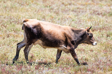 cow