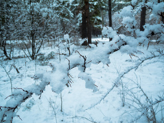 Snow covered trees.