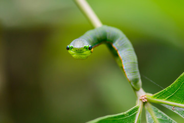 Close up Great Orange Tip butterfly caterpillar on branch in natural