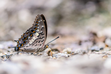 Fototapeta na wymiar Beautiful Black Rajah butterfly eat mineral in nature on the rock