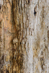 texture and detail of old tree standing dead