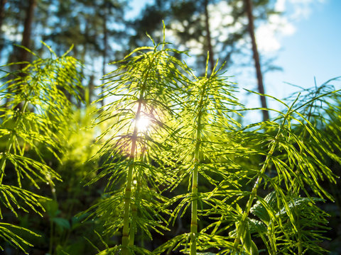 Horsetail property in the forest.