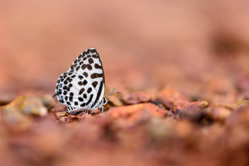 Beautiful Common Pierrot butterfly eat mineral in nature on the floor