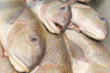 fish market