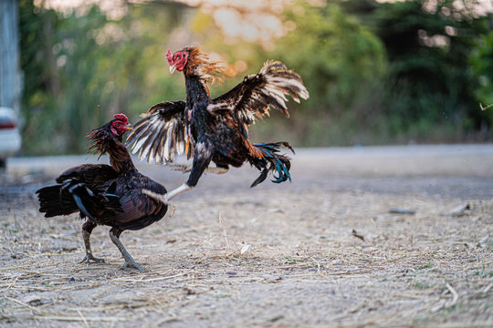  Two fighting cocks fighting each other