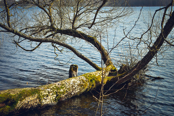 Broken tree by the lake