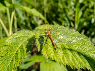 Dragonfly on green leaf.