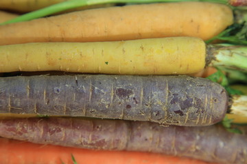 Heirloom Carrots Close up