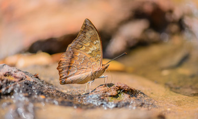 Beautiful Tawny Rajah butterfly eat mineral in nature on the sand floor