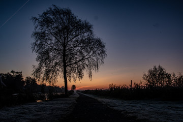Fototapeta na wymiar Baum im Morgenlicht