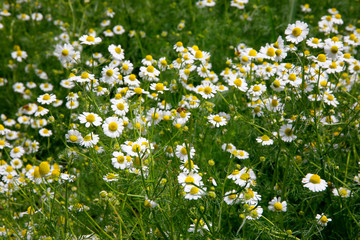  Echte Kamille (Matricaria chamomilla) Pflanze mit weißen Blüten, Heilpflanze, Panorama
