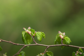 frische triebe von haselnussstrauch