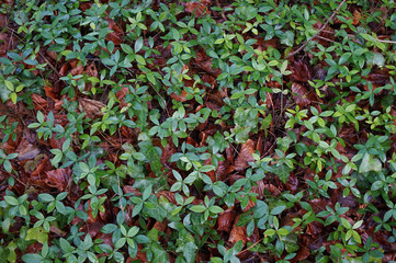 Natur pur: Waldboden im Frühling