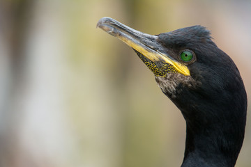 A european shag (Phalacrocorax aristotelis)