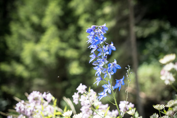 Beautiful Delphinium Plant