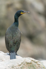 A european shag (Phalacrocorax aristotelis)