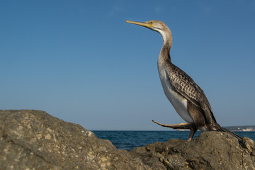 A european shag (Phalacrocorax aristotelis)
