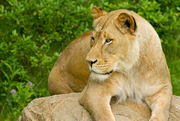 Portrait of lioness (Panthera Leo) resting on a boulde