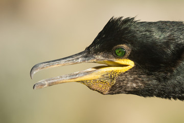 A european shag (Phalacrocorax aristotelis)
