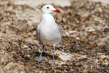 Korallenmöve, Larus audouinii, am Playa de S´Amarador