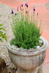 Lavendelpflanze mit Blüten in Blumentopf aus Stein