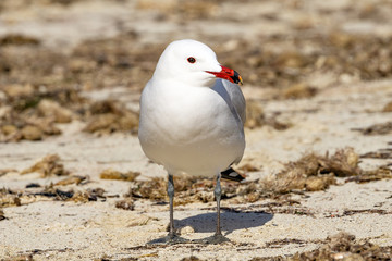 Korallenmöve, Larus audouinii, am Playa de S´Amarador