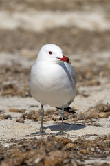 Korallenmöve, Larus audouinii, am Playa de S´Amarador