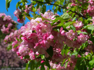 Various pink flowers with a green background