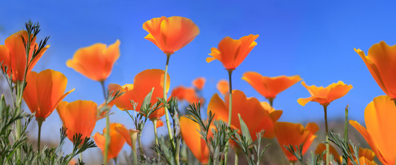 Fototapeta na wymiar Kalifornische Mohn (Eschscholzia californica) oder Goldmohn, Pflanze mit orangen Blüten, Panorama