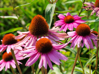 Various pink flowers with a green background