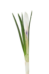 Beautiful crocus flower isolated on white. Spring season
