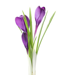 Fototapeta na wymiar Beautiful purple crocus flowers isolated on white. Spring season