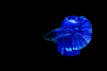 Capture the moving moment of Siamese fighting fish