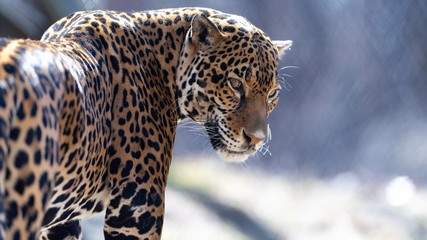 jaguar in cage