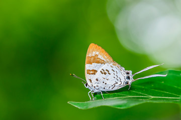 Beautiful Bindahara phocides butterfly perched on leaf in natural