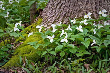 White trillium carpet the floor of the spring woods.