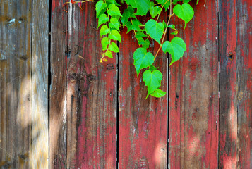 Green vines in front of the red old wood background