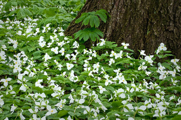 Mayapples and Trillium Mayapples and white trillium bloom in the spring woods